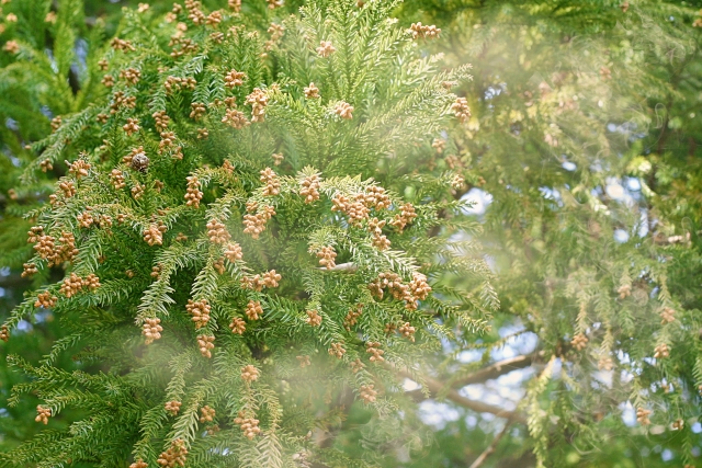 花粉症とは